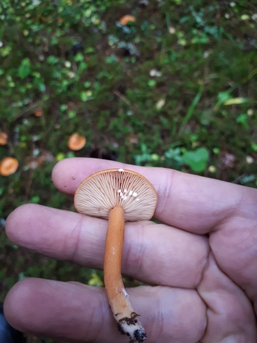 Lactarius aurantiacus image