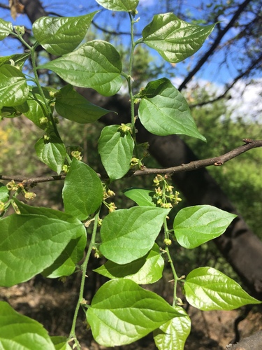 Celtis reticulata (Celtis reticulata)