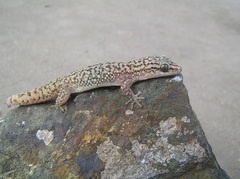 Dutch Leaf-Toed Gecko photo 2