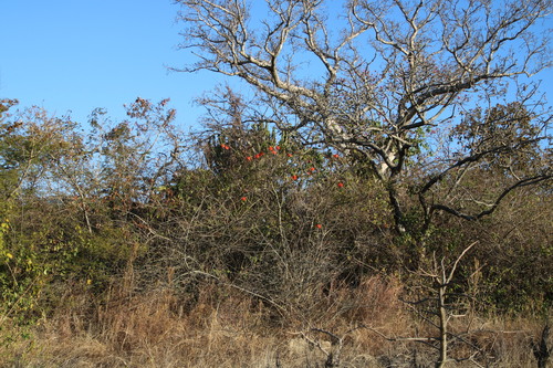 Erythrina lysistemon