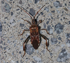 Leptoglossus occidentalis
