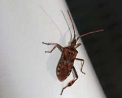 Leptoglossus occidentalis