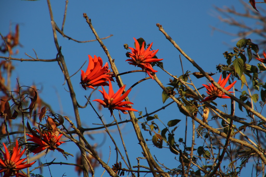 Erythrina lysistemon, "Nelspruit Nature Reserve" w of Johanna Drive