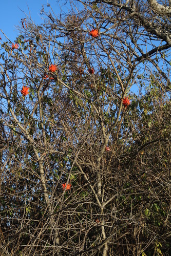 Erythrina lysistemon