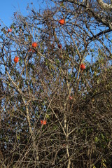 Erythrina lysistemon