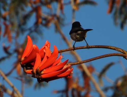 Erythrina lysistemon