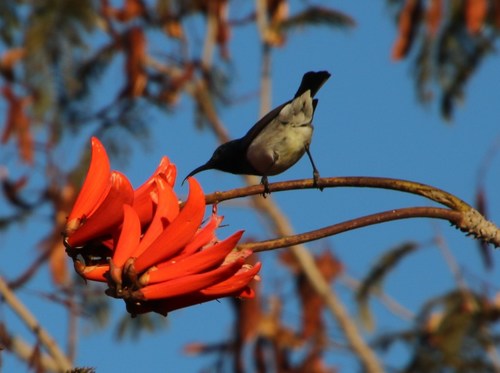 Erythrina lysistemon