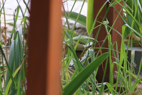 Hooded Yellowthroat (Geothlypis nelsoni), photo 6