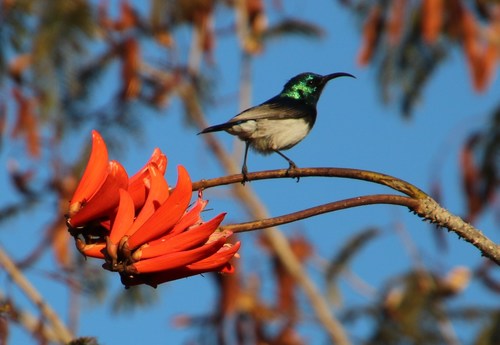 Erythrina lysistemon