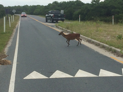 Cervus nippon nippon