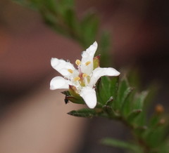 Rhytidosporum