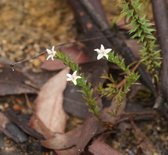 Rhytidosporum