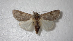 Acronicta euphorbiae
