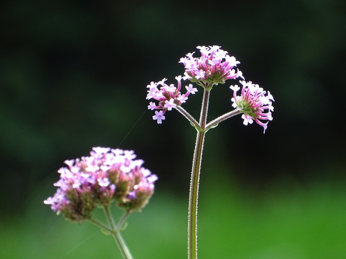 Verbena bonariensis
