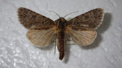Acronicta euphorbiae
