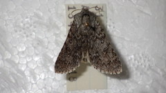Acronicta euphorbiae