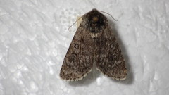 Acronicta euphorbiae