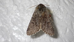 Acronicta euphorbiae