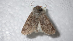 Acronicta euphorbiae