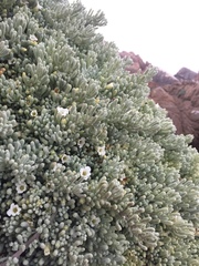 Nolana crassulifolia