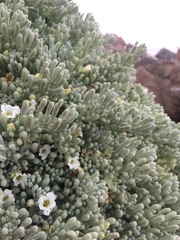Nolana crassulifolia