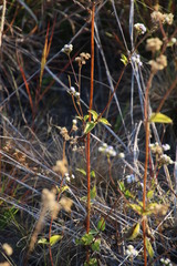 Ageratum conyzoides