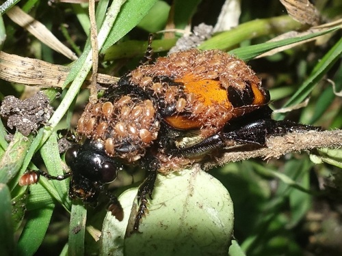 Carrion Beetle Mites
