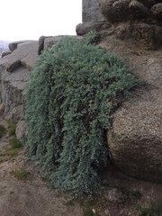 Nolana crassulifolia