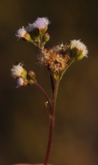 Ageratum conyzoides