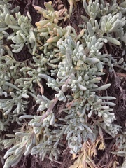 Nolana crassulifolia
