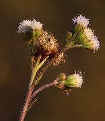 Ageratum conyzoides