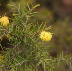 Acacia echinula