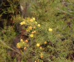 Acacia echinula