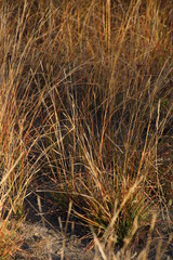 Poaceae