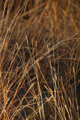 Poaceae