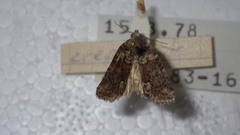 Bryophila ereptricula