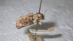 Bryophila ereptricula