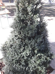 Buxus