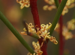 Hakea pachyphylla