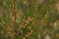 Hakea pachyphylla
