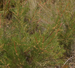 Hakea pachyphylla