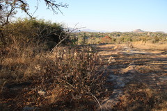 Senecio pleistocephalus