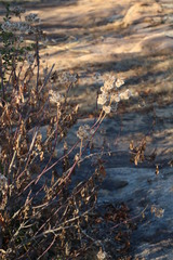 Senecio pleistocephalus
