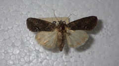 Bryophila raptricula