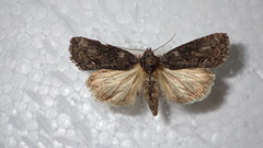 Bryophila raptricula