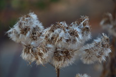 Senecio pleistocephalus