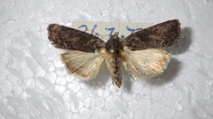 Bryophila raptricula