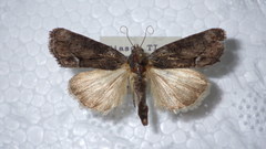 Bryophila raptricula