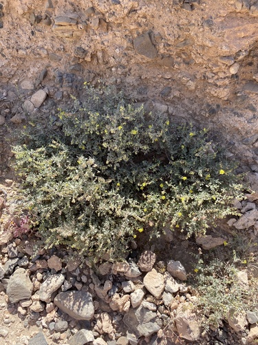 Helianthemum canariense image