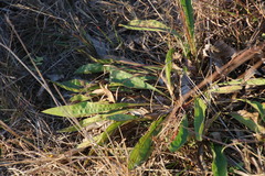 Helichrysum nudifolium oxyphyllum
